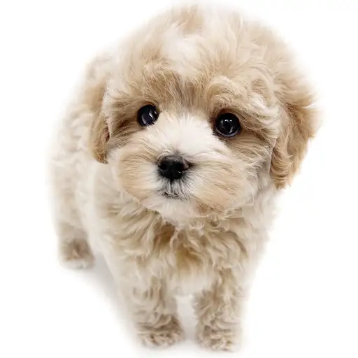 MIX（マルチーズ×トイプードル）