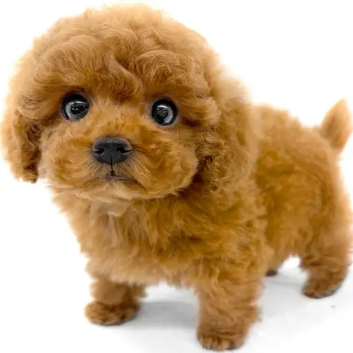 トイ・プードル