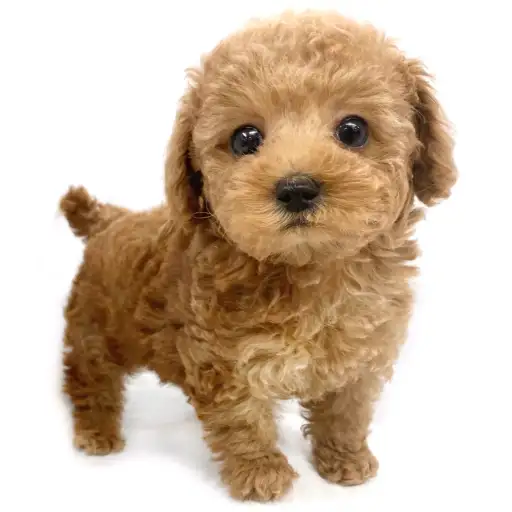 トイ・プードル