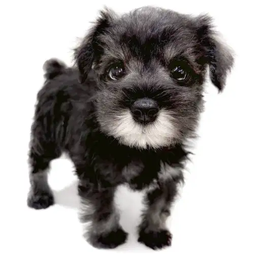 ミニチュア・シュナウザー