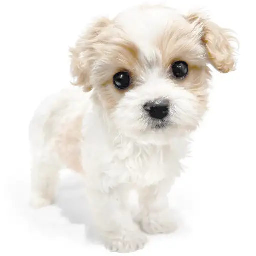 MIX（キャバリアキングチャールズスパニエル×ビションフリーゼ）