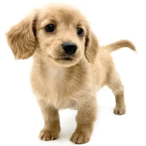 ミニチュア・ダックスフント