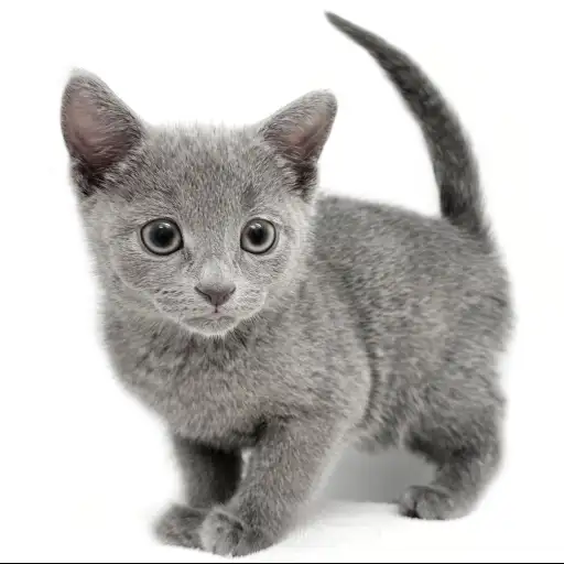 ロシアンブルー