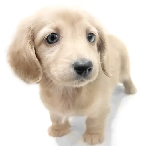 ミニチュア・ダックスフント