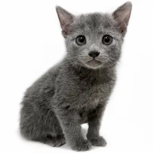 ロシアンブルー