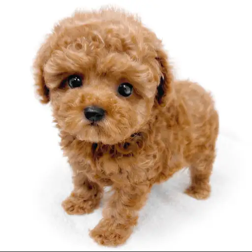 トイ・プードル