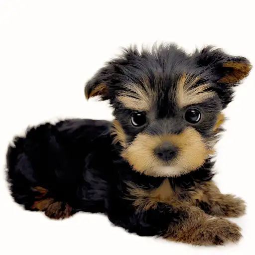 ヨークシャーテリア