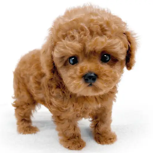 トイ・プードル