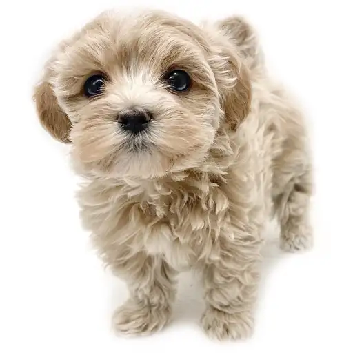 MIX（マルチーズ×トイプードル）