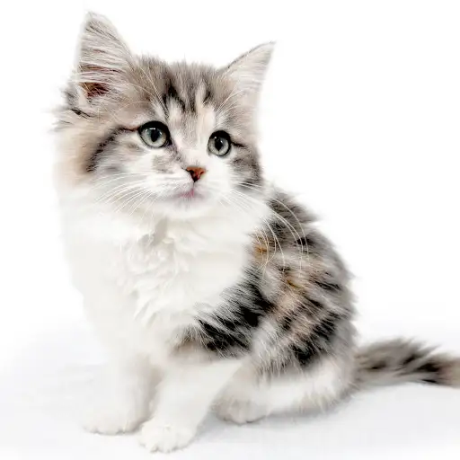 ノルウェージャンフォレストキャット