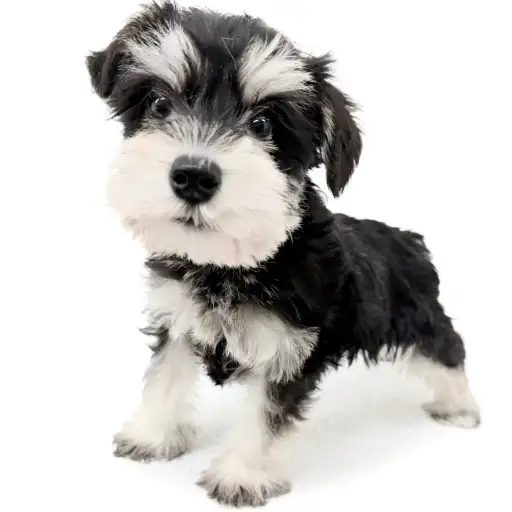 ミニチュア・シュナウザー