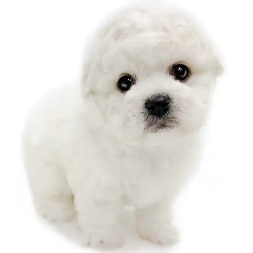 ビションフリーゼ