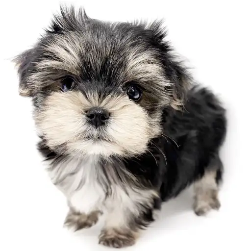 MIX（マルチーズ×ヨークシャーテリア）