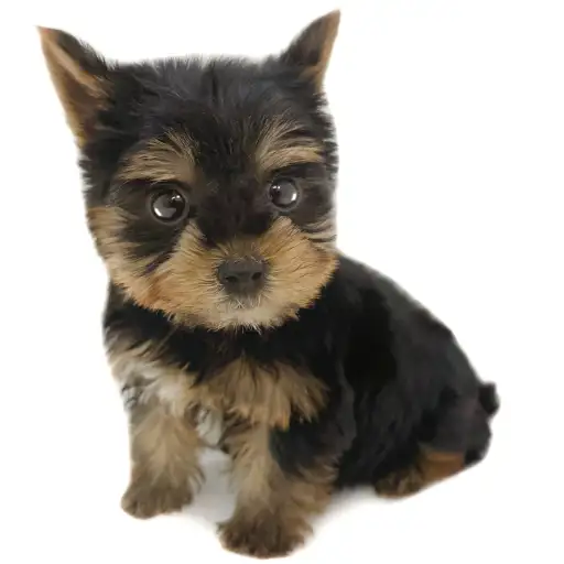 ヨークシャーテリア