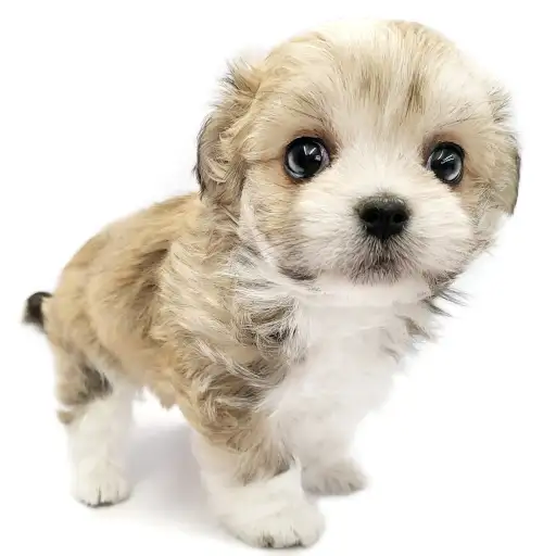 MIX（マルチーズ×チワワ）