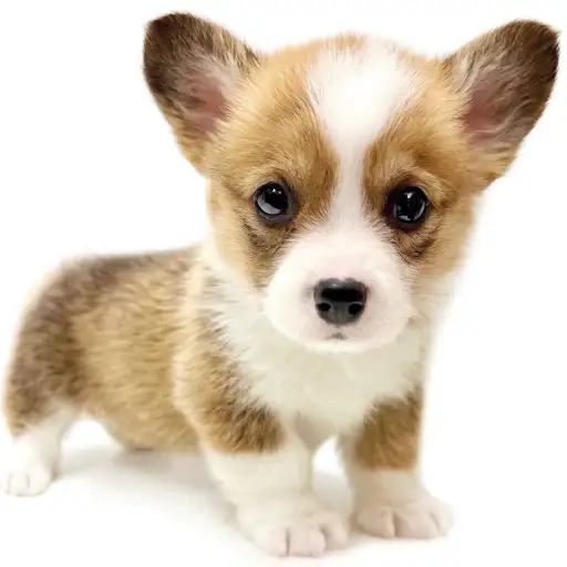 ウェルシュコーギーペンブローク