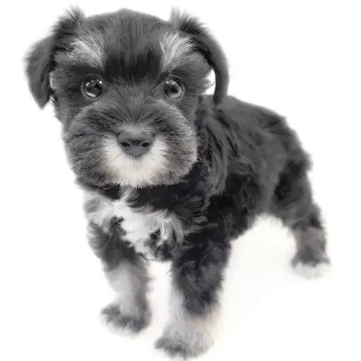 ミニチュア・シュナウザー