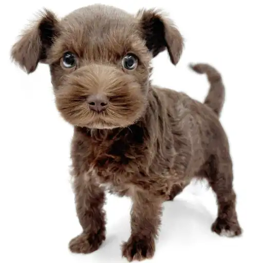 ミニチュア・シュナウザー