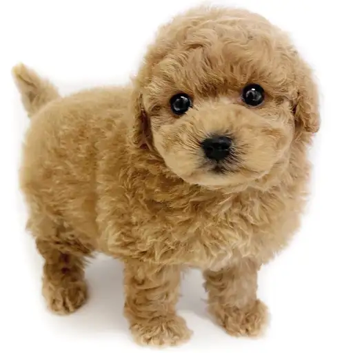 トイ・プードル