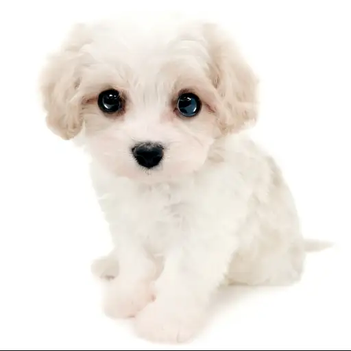 MIX（キャバリアキングチャールズスパニエル×ビションフリーゼ）