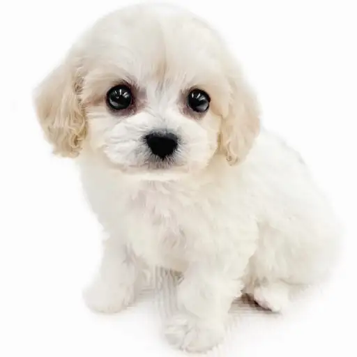 MIX（キャバリアキングチャールズスパニエル×ビションフリーゼ）