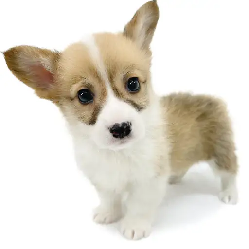 ウェルシュコーギーペンブローク