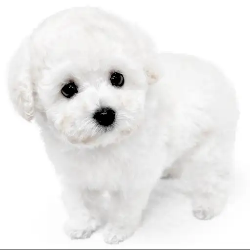 トイ・プードル