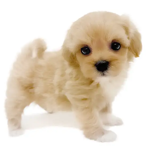 MIX（マルチーズ×トイプードル）