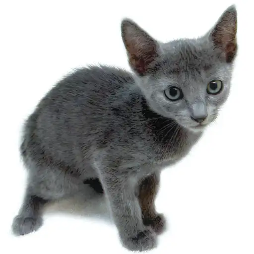 ロシアンブルー