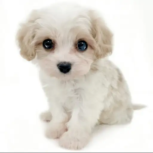 MIX（キャバリアキングチャールズスパニエル×ビションフリーゼ）