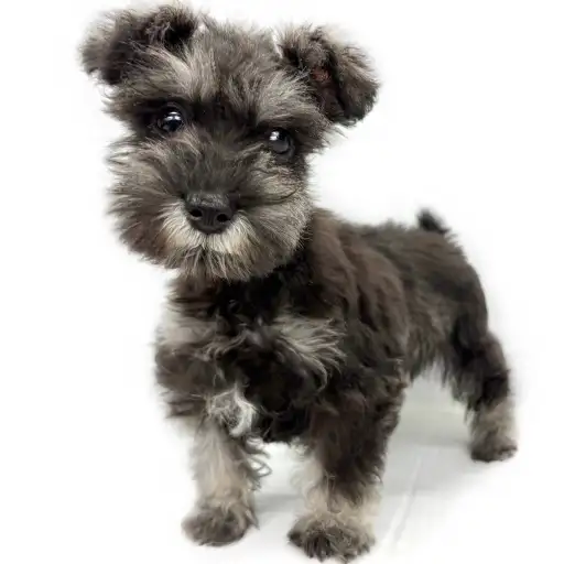 ミニチュア・シュナウザー