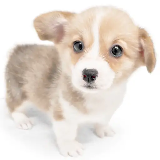 ウェルシュコーギーペンブローク