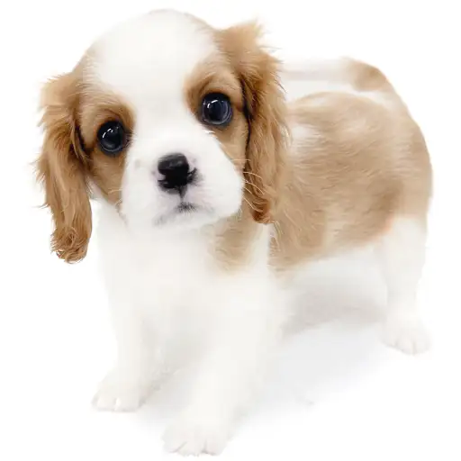 キャバリア・キングチャールズ・スパニエル