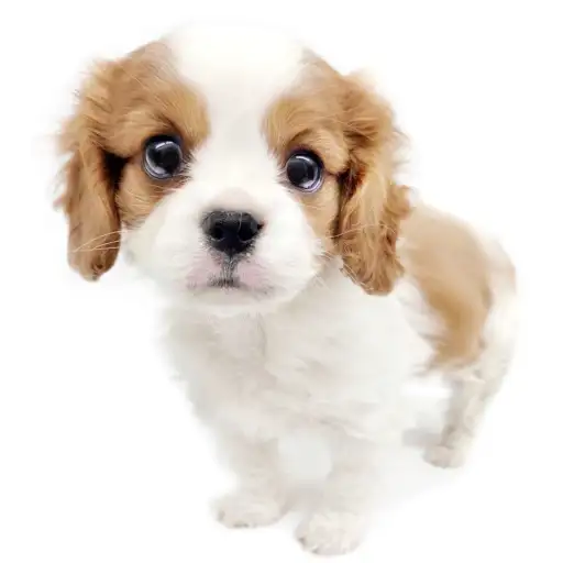 キャバリア・キングチャールズ・スパニエル