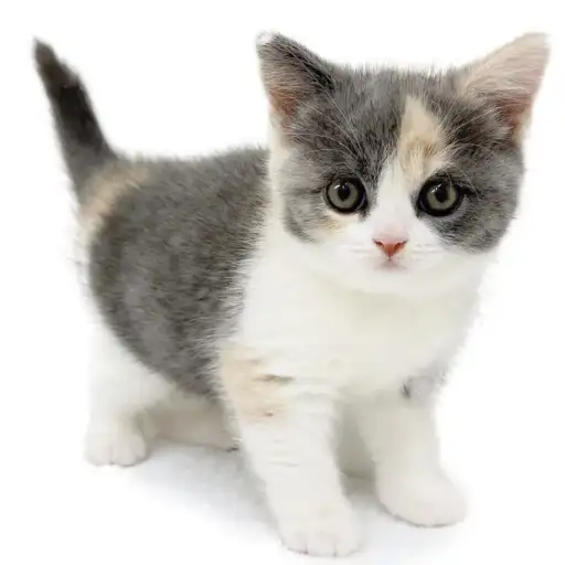 ブリティッシュショートヘア