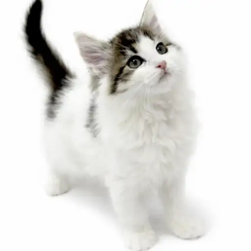 ノルウェージャンフォレストキャット