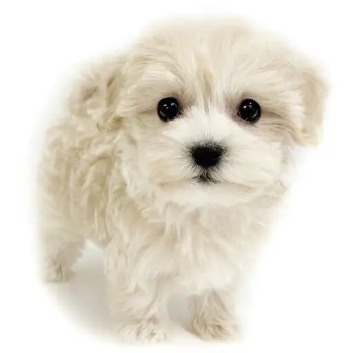 MIX（トイプードル×マルチーズ）