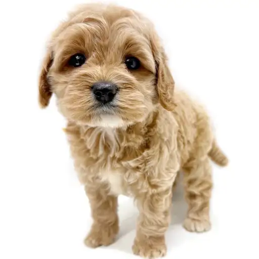 MIX（トイプードル×アメリカンコッカースパニエル）