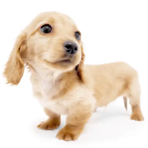 ミニチュア・ダックスフント