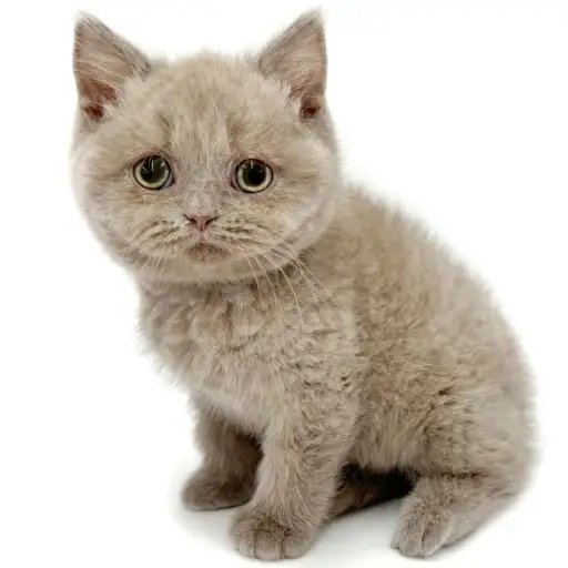 ブリティッシュショートヘア