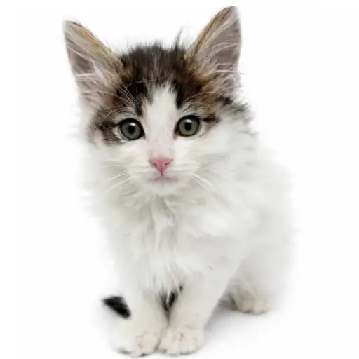 ノルウェージャンフォレストキャット