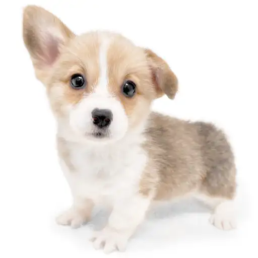 ウェルシュコーギーペンブローク