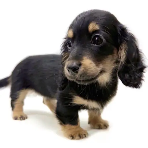 カニンヘン・ダックスフント