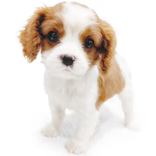 キャバリア・キングチャールズ・スパニエル