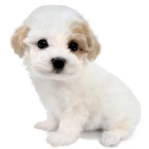 MIX（マルチーズ×トイプードル）