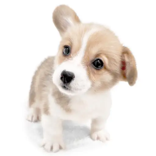 ウェルシュコーギーペンブローク