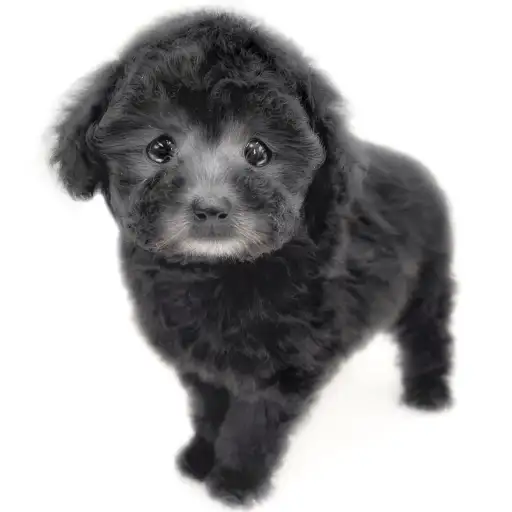 トイ・プードル