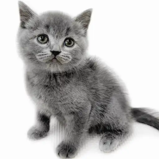 ブリティッシュショートヘア