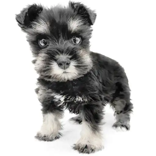 ミニチュア・シュナウザー