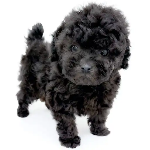 トイ・プードル